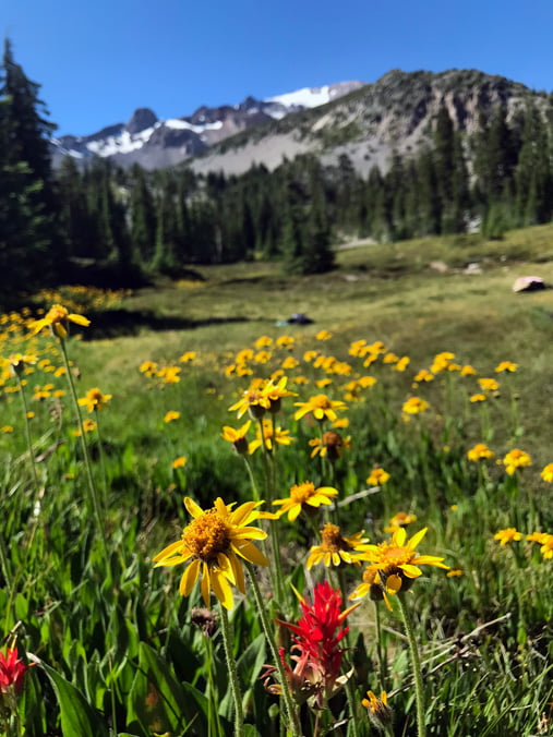 Mt Shasta meadow with yellow and red flowers