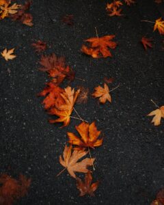 autumn leaves falling on the ground symbolizing letting go and embracing change.